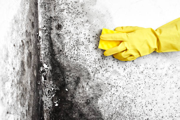 Best Residential Mold Inspection & Testing  in Marysville, KS